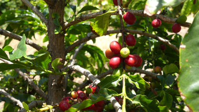 Farm-to-Cup à son meilleur